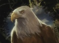 Adler.jpg