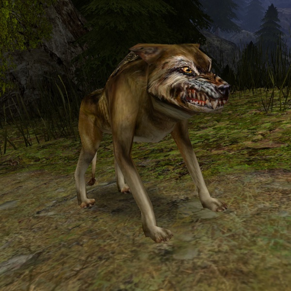 Datei:JungerWolf.jpg