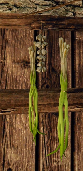 Datei:Knoblauch.jpg