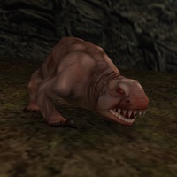 Molerat.jpg