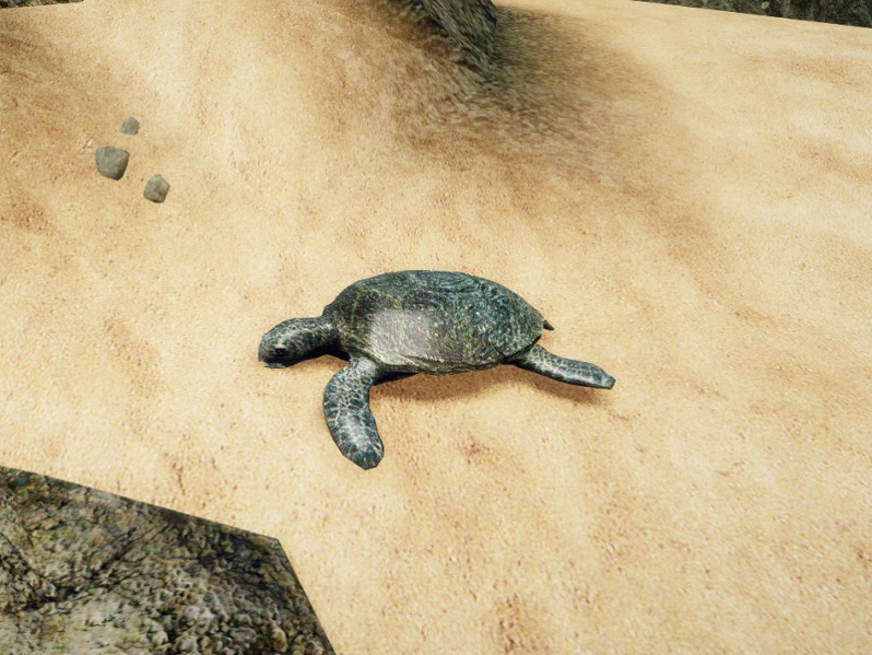Datei:Schildkröte.jpg