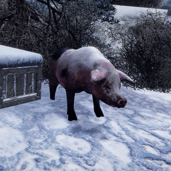 Datei:SchweinNordmar.jpg